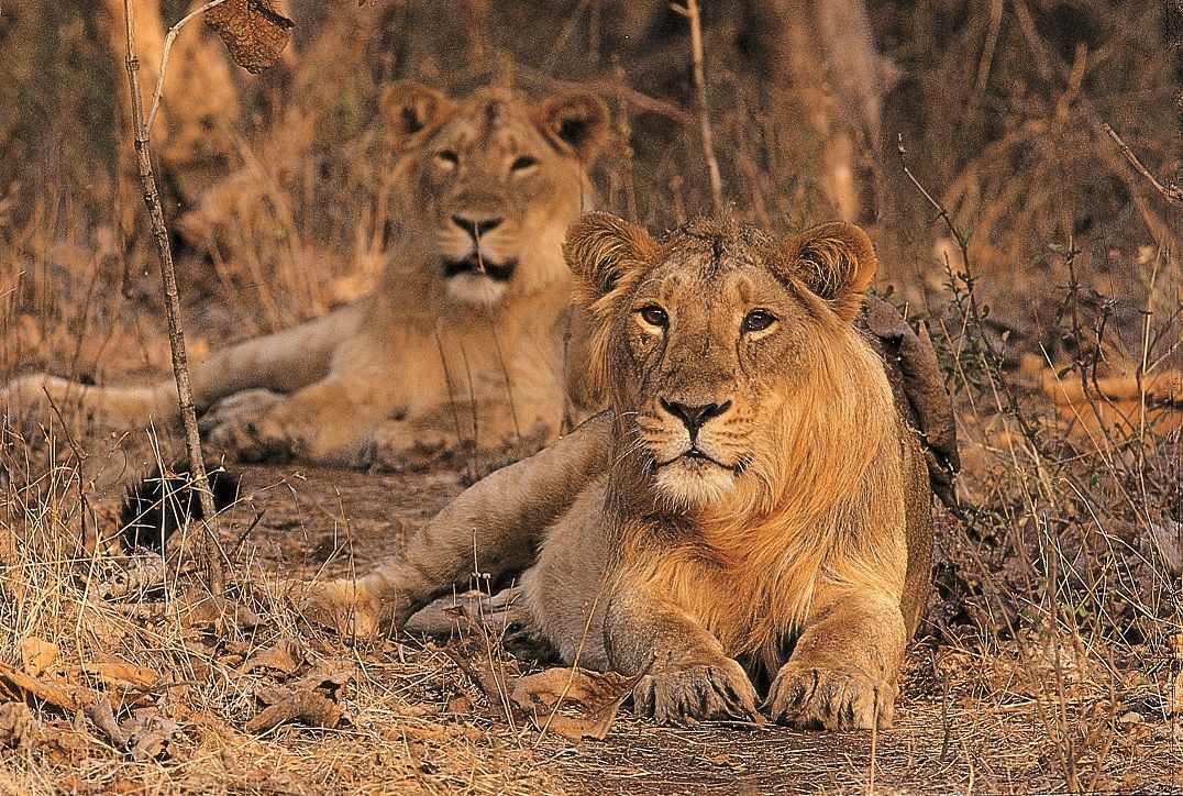 Junagadh – The Royal Gateway to Ancient Forts & Wild Lions – Amber Tour and Travels